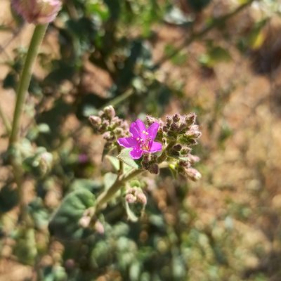 Mirabilis viscosa, photographed by Juan Carlos Fonseca Mata