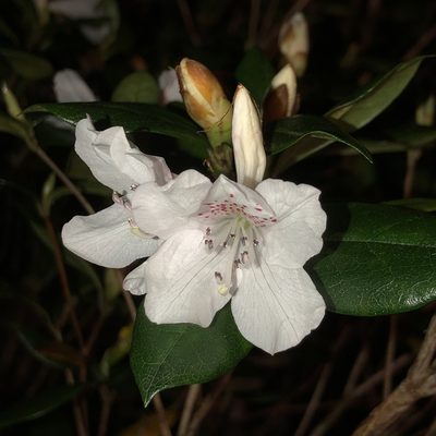 Rhododendron tashiroi, photographed by Takaaki Hattori
