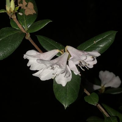 Rhododendron tashiroi, photographed by Takaaki Hattori