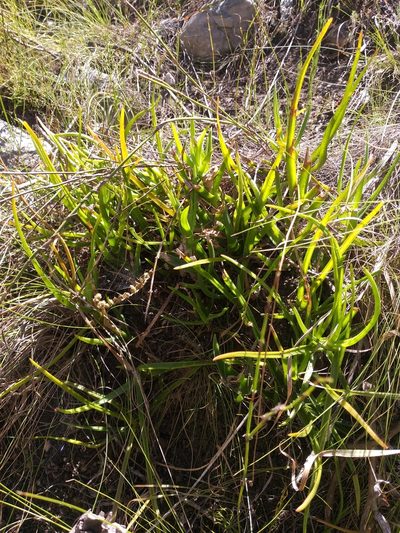 Aloiampelos decumbens, photographed by kevin koen