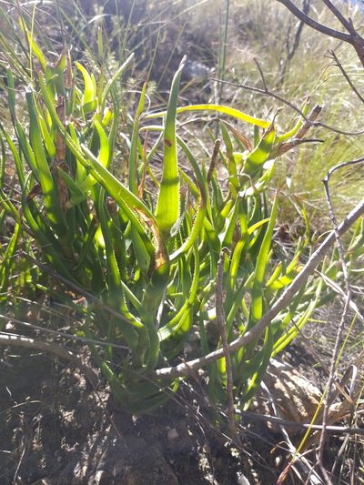 Aloiampelos decumbens, photographed by kevin koen