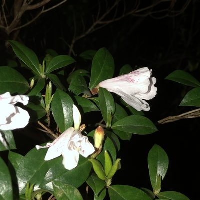 Rhododendron tashiroi, photographed by Takaaki Hattori