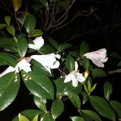 Rhododendron tashiroi, photographed by Takaaki Hattori