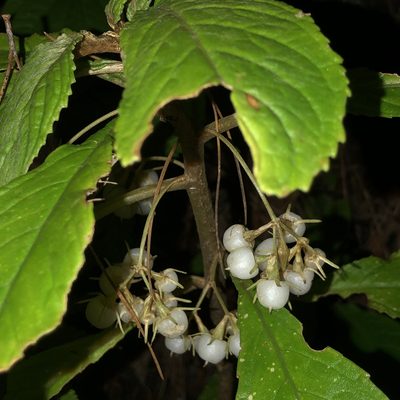 Rhynchotechum discolor, photographed by Takaaki Hattori