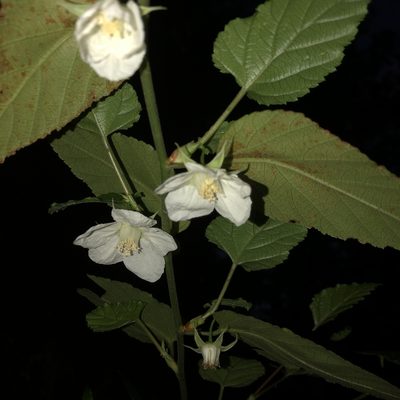Rubus grayanus, photographed by Takaaki Hattori