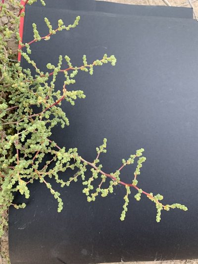 Caroxylon imbricatum, photographed by Arabella Willing