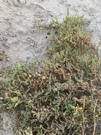 Caroxylon imbricatum, photographed by Arabella Willing