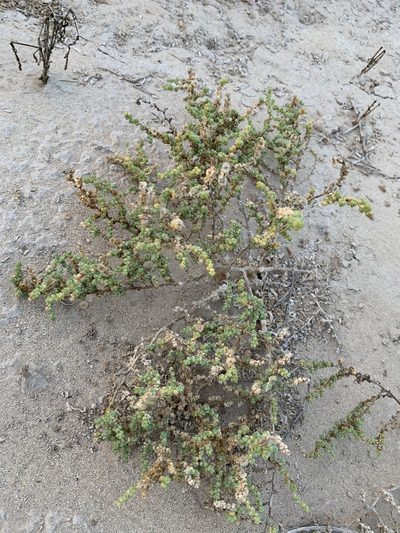 Caroxylon imbricatum, photographed by Arabella Willing