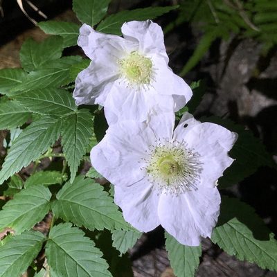 Rubus okinawensis, photographed by Takaaki Hattori
