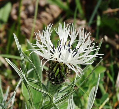 Centaurea napulifera, photographed by Kostas Zontanos