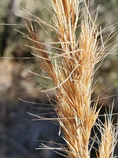 Aristida condensata, photographed by Tom Field