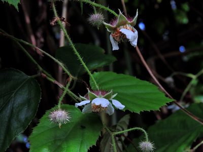 Rubus swinhoei, photographed by Jacy Chen