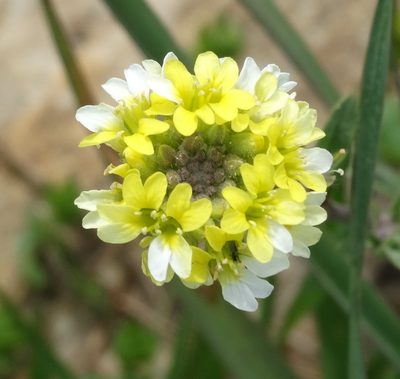 Berteroa orbiculata, photographed by Kostas Zontanos