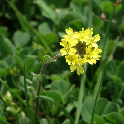 Berteroa orbiculata, photographed by Kostas Zontanos