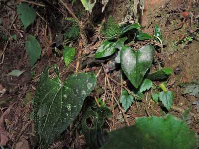 Asarum caudigerum, photographed by Jacy Chen