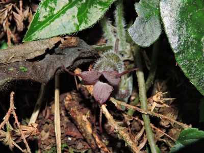 Asarum caudigerum, photographed by Jacy Chen