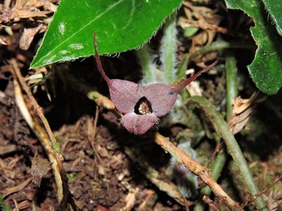 Asarum caudigerum, photographed by Jacy Chen
