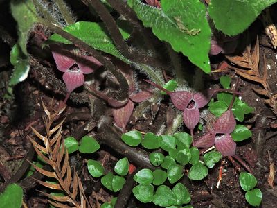 Asarum caudigerum, photographed by Jacy Chen