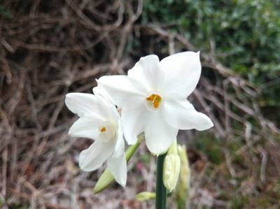 Narcissus papyraceus, photographed by Ben Costamagna