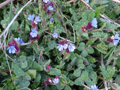 Anchusa cretica, photographed by Kostas Zontanos
