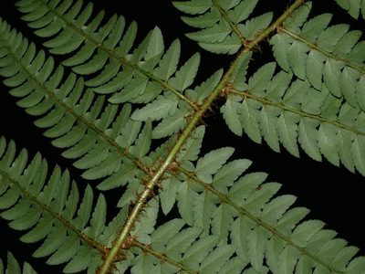 Polystichum scariosum, photographed by Jacy Chen