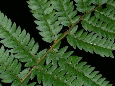 Polystichum scariosum, photographed by Jacy Chen