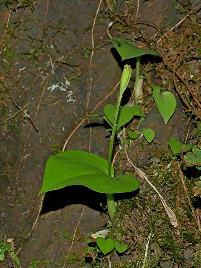 Liparis cordifolia, photographed by Jacy Chen