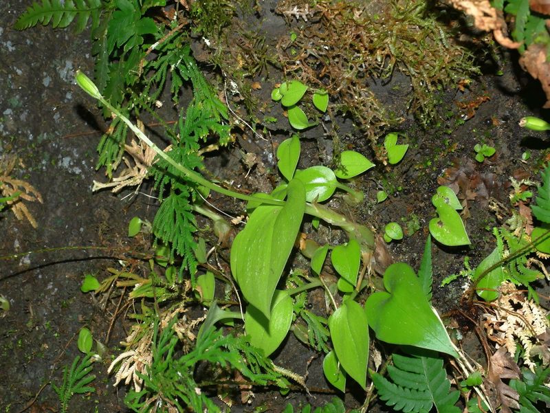 Liparis cordifolia, photographed by Jacy Chen