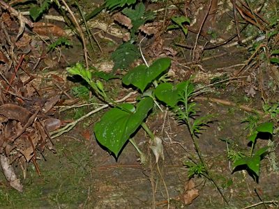 Liparis cordifolia, photographed by Jacy Chen