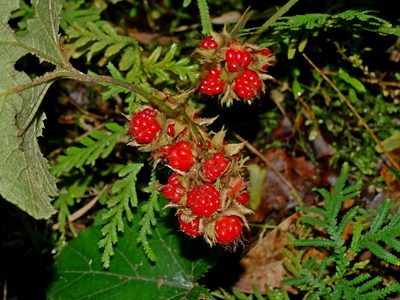 Rubus buergeri, photographed by Jacy Chen