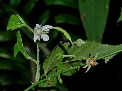 Rubus corchorifolius, photographed by Jacy Chen