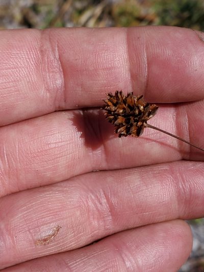 Xyris stenotera, photographed by Tom Field