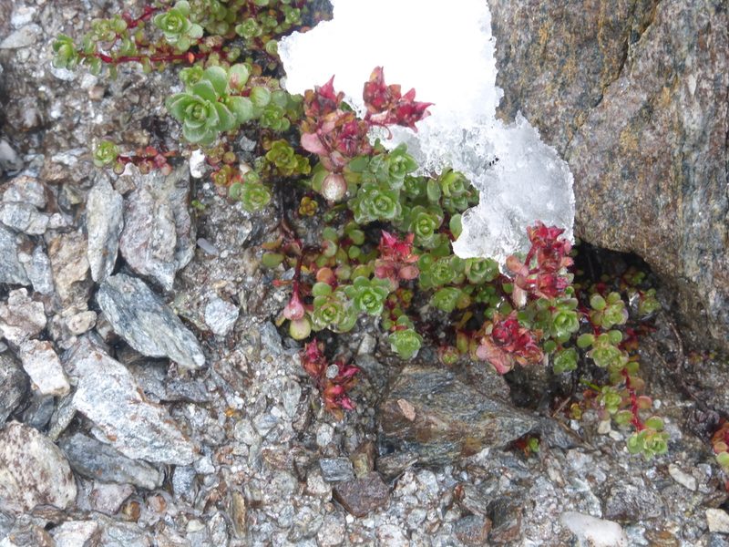 Saxifraga biflora, photographed by Malcolm Gould