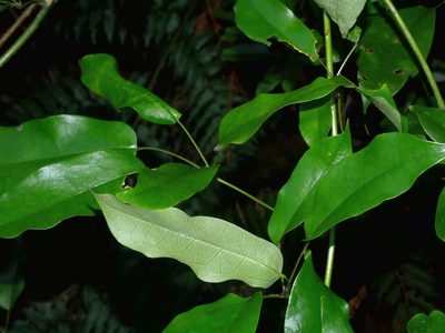Stauntonia obovatifoliola, photographed by Jacy Chen