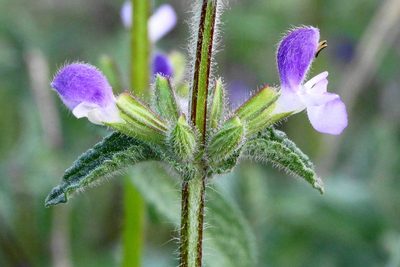 Salvia viridis, photographed by Kostas Zontanos