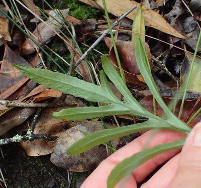 Polypodium ensiforme, photographed by Nicola van Berkel