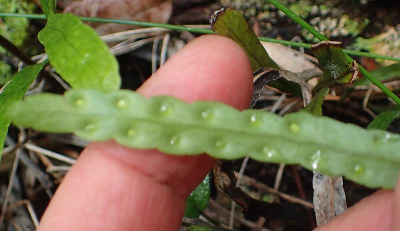 Polypodium ensiforme, photographed by Nicola van Berkel