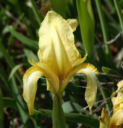 Iris reichenbachii, photographed by Kostas Zontanos