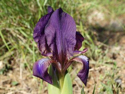 Iris reichenbachii, photographed by Kostas Zontanos