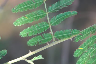 Mimosa berlandieri, photographed by Robert Webster