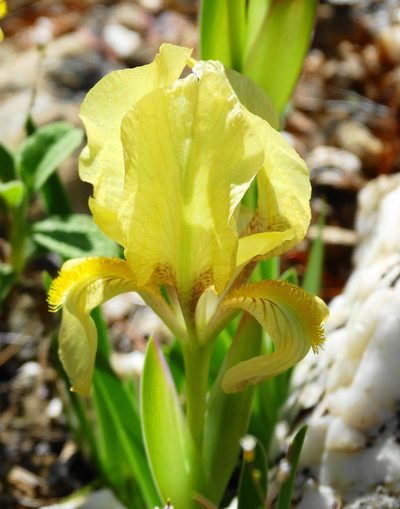 Iris reichenbachii, photographed by Kostas Zontanos