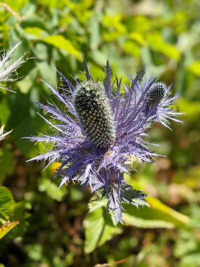 Eryngium alpinum, photographed by Denis Bastianelli