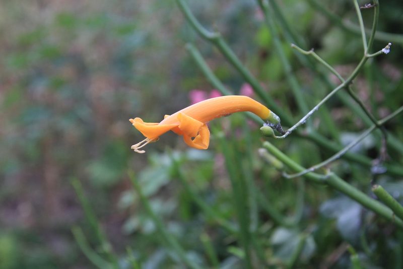 Amphilophium stamineum, photographed by Brian Oakes Haiti Hunter