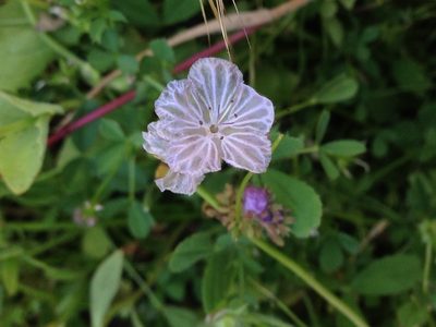 Phacelia exilis, photographed by Adam J. Searcy