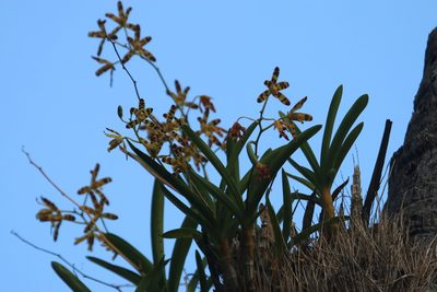 Ansellia africana, photographed by Stephanie Dolrenry