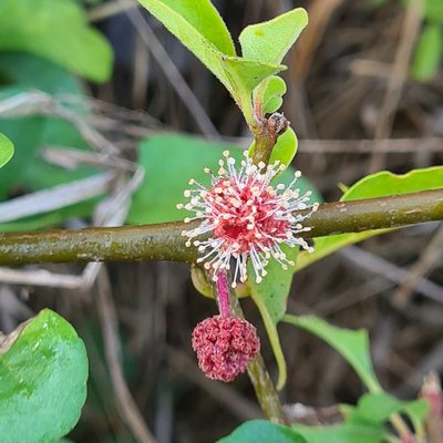 Pisonia capitata, photographed by Lyrae