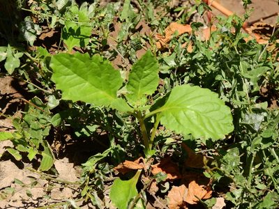 Pitraea cuneato-ovata, photographed by Guillermo Debandi