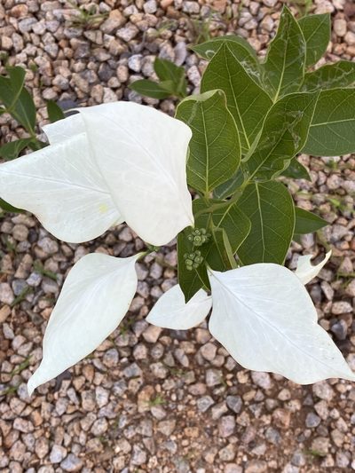Coelospermum decipiens, photographed by Richard Fuller