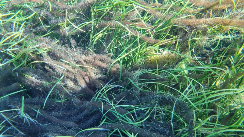 Myriophyllum heterophyllum, photographed by Court Harding