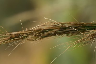 Thorneochloa diegoensis, photographed by Steve Matson